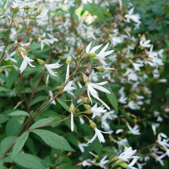 Gillenia trifoliata