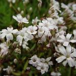 Gypsophila repens - Kruipend gipskruid - Gypsophila repens