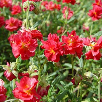 Zonneroosje - Helianthemum 'Amabile Plenum'