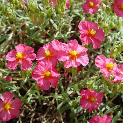 Zonneroosje - Helianthemum 'Ben Hope'