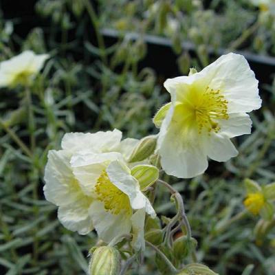 Helianthemum 'The Bride' - Zonneroosje