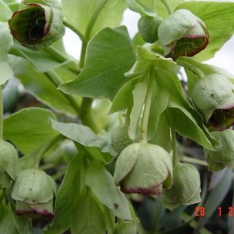 Helleborus foetidus