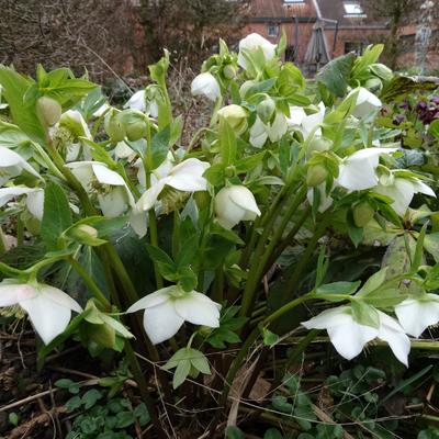 Nieskruid - Helleborus orientalis 'White LADY'