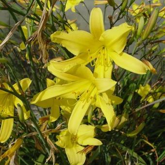 Hemerocallis citrina