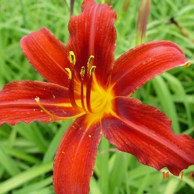 Daglelie - Hemerocallis 'Crimson Pirate'