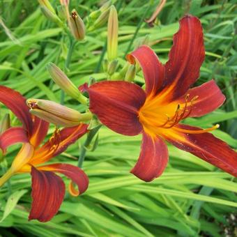 Hemerocallis 'Sammy Russell'