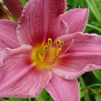 Hemerocallis 'Summer Wine'