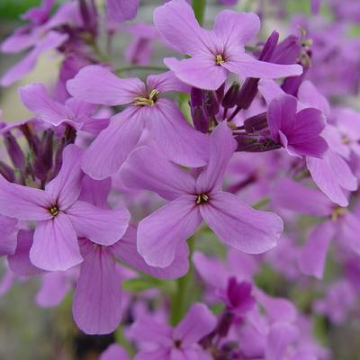 Hesperis matronalis - Damastbloem