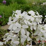 Damastbloem - Hesperis matronalis 'Alba'