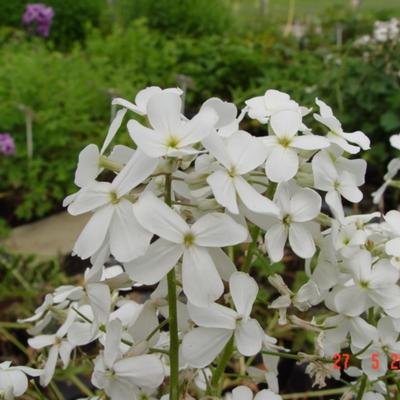 Hesperis matronalis 'Alba' - Damastbloem