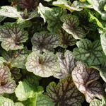 Heuchera 'Beauty Colour' - Purperklokje