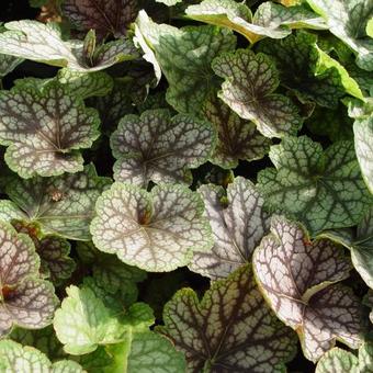 Heuchera 'Beauty Colour'