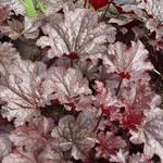 Heuchera 'Plum Pudding' - Purperklokje