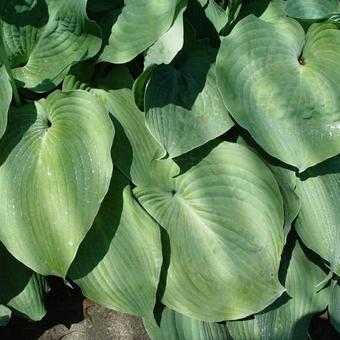 Hosta sieboldiana 'Elegans'