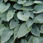 Hosta 'Halcyon' - Hartlelie/Funkia