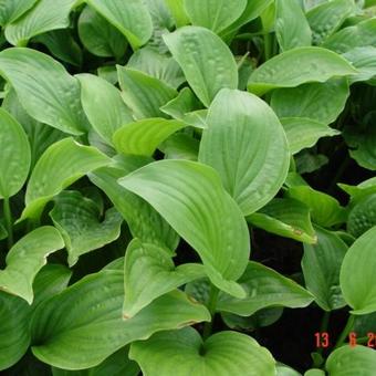 Hosta 'Royal Standard'