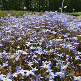 Houstonia caerulea 'Milliard's Variety'