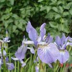 Siberische lis - Iris sibirica 'Blue King'