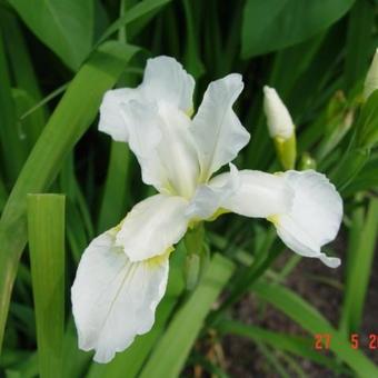 Iris sibirica 'Snow Queen'