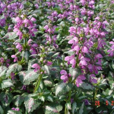 Gevlekte dovenetel - Lamium maculatum 'Roseum'