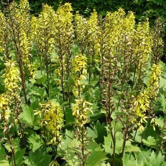 Ligularia stenocephala 'The Rocket'