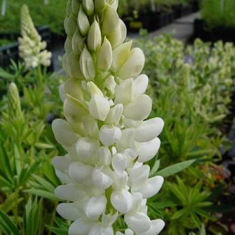 Lupinus  'GALLERY White'