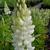 Lupinus  'GALLERY White'