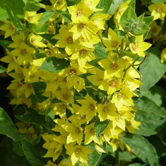 Lysimachia punctata