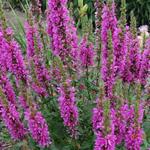 Lythrum salicaria 'Zigeunerblut' - Kattenstaart - Lythrum salicaria 'Zigeunerblut'