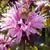 Monarda 'Beauty of Cobham'