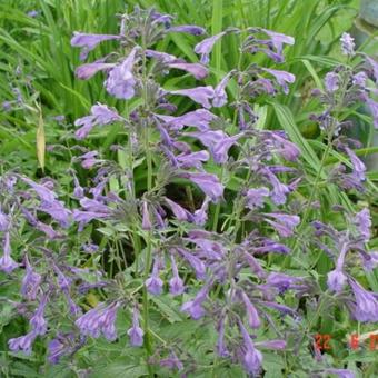 Nepeta sibirica