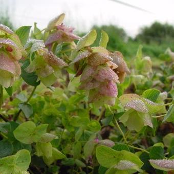 Origanum rotundifolia 'Kent Beauty'