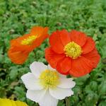 Papaver nudicaule 'Gartenzwerg' - IJslandse papaver