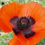 Papaver orientale 'Allegro' - Oosterse papaver