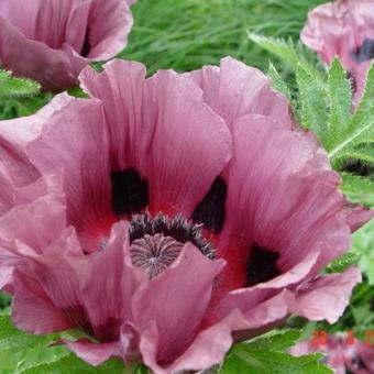 Papaver orientale  'Patty's Plum'