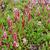 Persicaria affinis 'Kabouter'