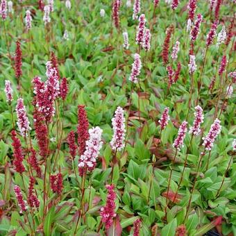 Persicaria affinis 'Superba'