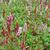 Persicaria affinis 'Superba'