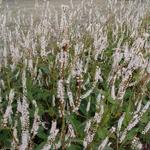 Duizendknoop - Persicaria amplexicaulis 'Alba'