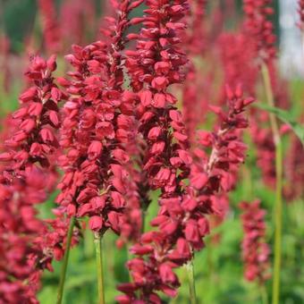 Persicaria amplexicaulis 'JS Caliente'