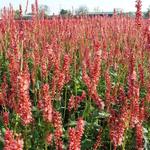 Persicaria amplexicaulis 'Orange Field' - Duizendknoop