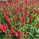 Duizendknoop - Persicaria Amplexicaulis 'Taurus'