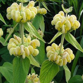 Phlomis russeliana