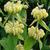 Phlomis russeliana