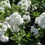 Phlox paniculata 'David' - Floks, vlambloem