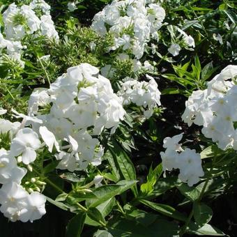 Phlox paniculata 'David'