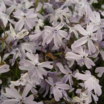 Phlox subulata 'G.F. Wilson'