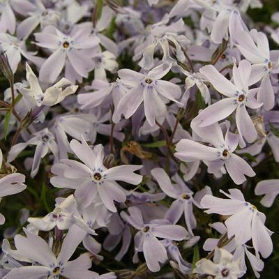 Kruipphlox - Phlox subulata 'G.F. Wilson'