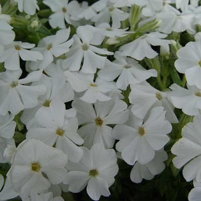 Kruipphlox - Phlox subulata 'Maischnee'