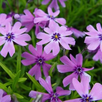 Phlox subulata 'Purple Beauty'